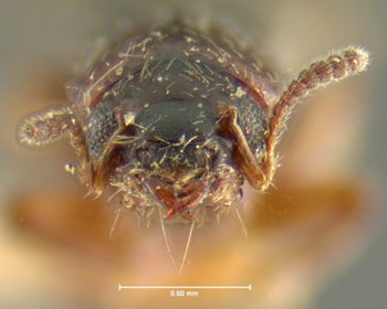 Media type: image;   Entomology 24071 Aspect: head frontal view